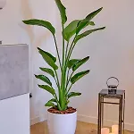 Apartment Remuria Domus