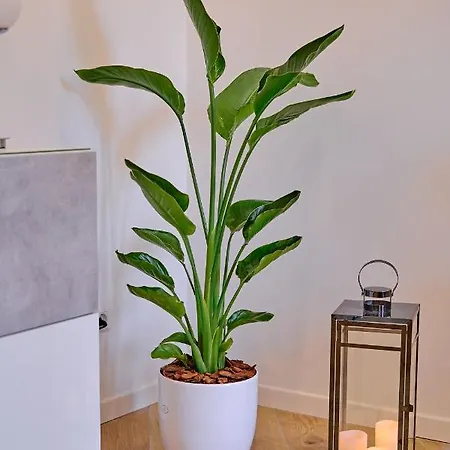 Apartamento Remuria Domus